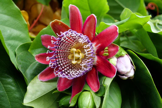 Giant Granadilla Passion Flower Seeds – Fast Growing Tropical Vine - Image 2