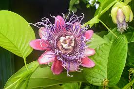 Giant Granadilla Passion Flower Seeds – Fast Growing Tropical Vine - Image 4