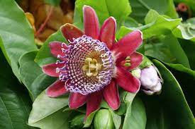 Giant Granadilla Passion Flower Seeds – Fast Growing Tropical Vine - Image 5