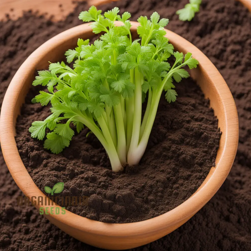 Giant Green Celery Planting Seeds, Cultivate Robust and Crisp Celery in Your Garden