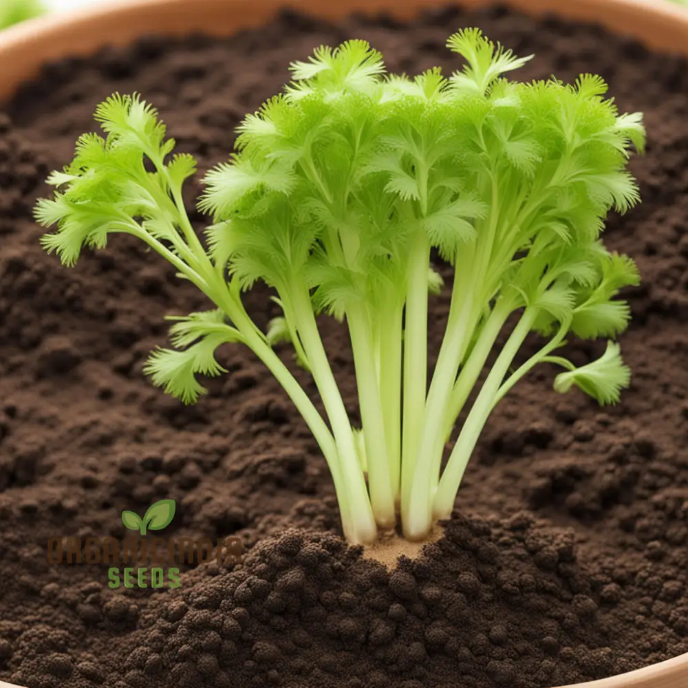 Giant Green Celery Planting Seeds, Cultivate Robust and Crisp Celery in Your Garden - Image 3
