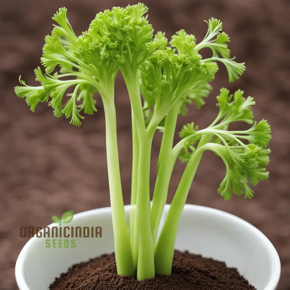 Giant Green Celery Planting Seeds, Cultivate Robust and Crisp Celery in Your Garden - Image 4