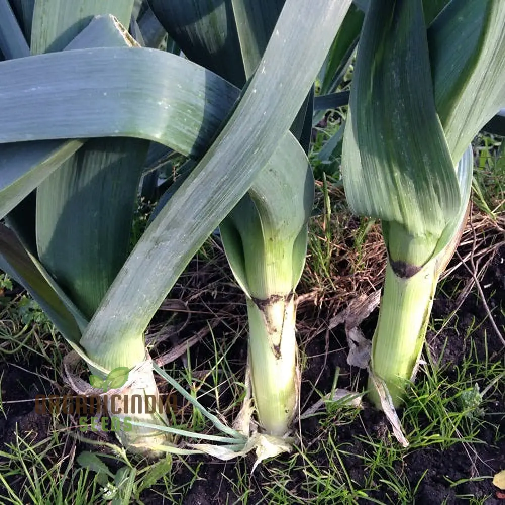Giant Greenery Glory, Giant Leek Vegetable Seeds for Abundant Garden Bounty - Image 3