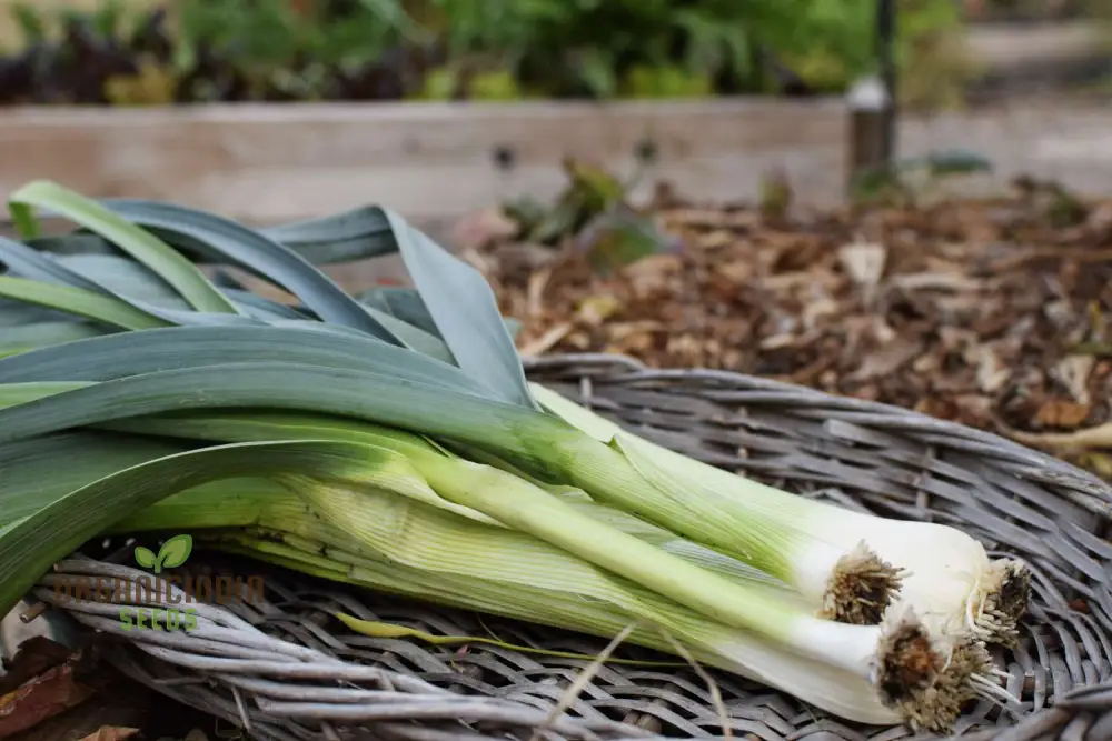Giant Greenery Glory, Giant Leek Vegetable Seeds for Abundant Garden Bounty - Image 4