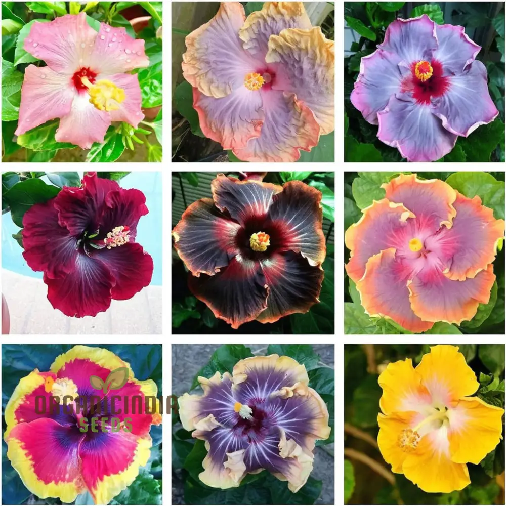 Giant Hibiscus Flower Seeds Mix - Hardy Varieties for Your Garden