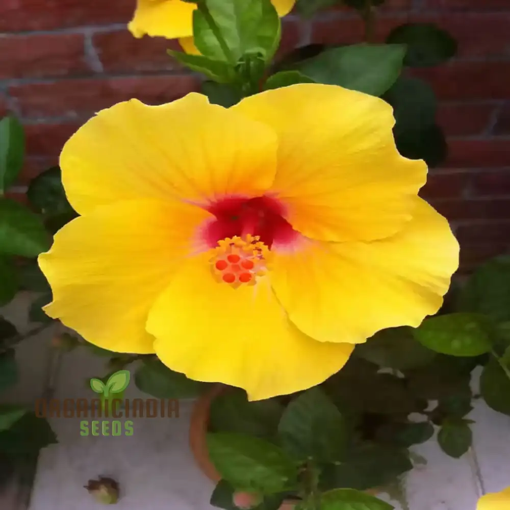 Giant Hibiscus Flower Seeds Mix - Hardy Varieties for Your Garden - Image 3
