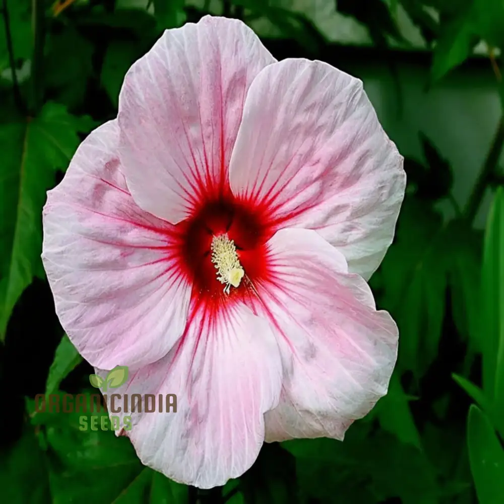 Giant Hibiscus Flower Seeds Mix - Hardy Varieties for Your Garden - Image 4