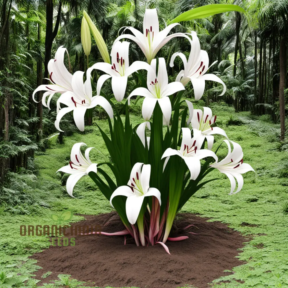 Giant Himalayan Lily Flower Seeds, Majestic Blooms for Dramatic Garden Landscapes