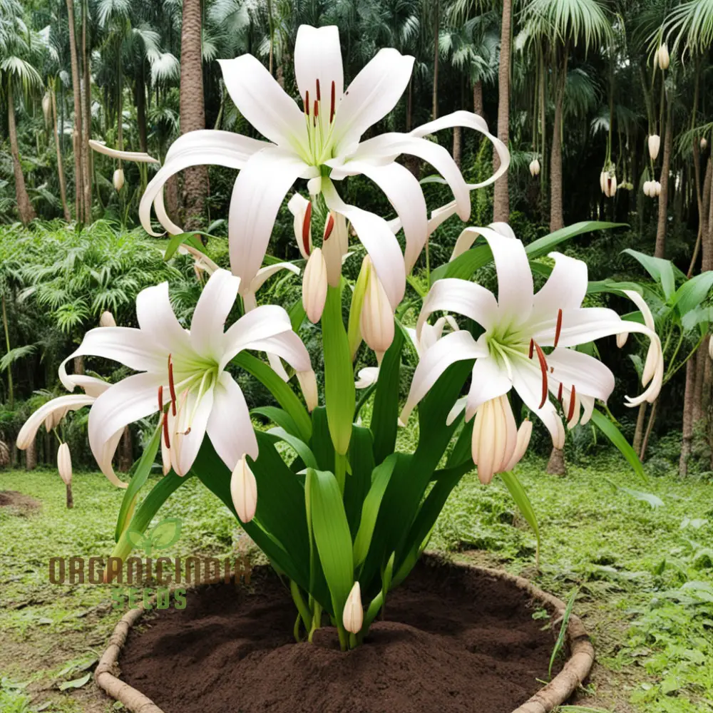 Giant Himalayan Lily Flower Seeds, Majestic Blooms for Dramatic Garden Landscapes - Image 3