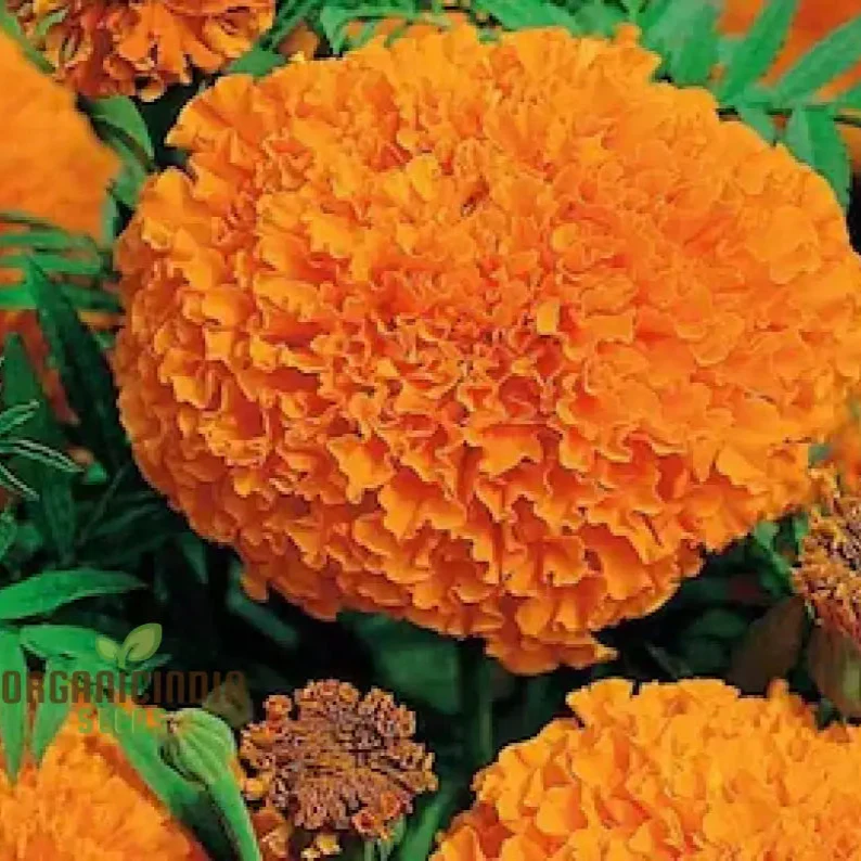 Giant Hybrid Marigold Flower Seeds for Planting, A Complete Guide to Growing Vibrant, Large Marigold Blooms