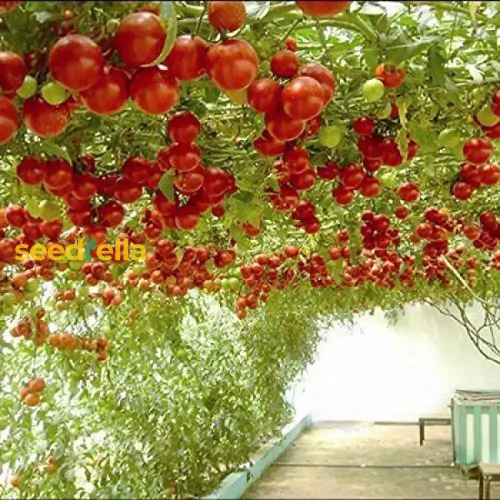 Giant Italian Seeds for Planting - Grow Beautiful, High-Yield Plants in Your Garden