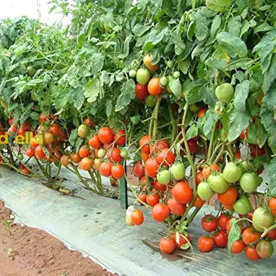 Giant Italian Seeds for Planting - Grow Beautiful, High-Yield Plants in Your Garden - Image 3