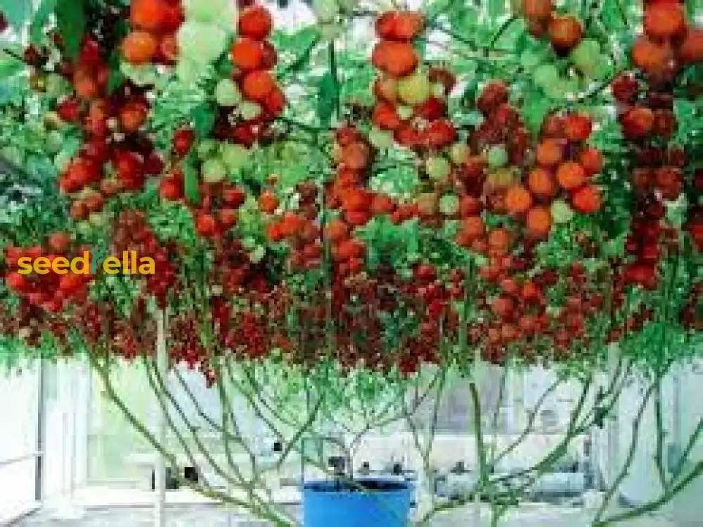 Giant Italian Seeds for Planting - Grow Beautiful, High-Yield Plants in Your Garden - Image 4