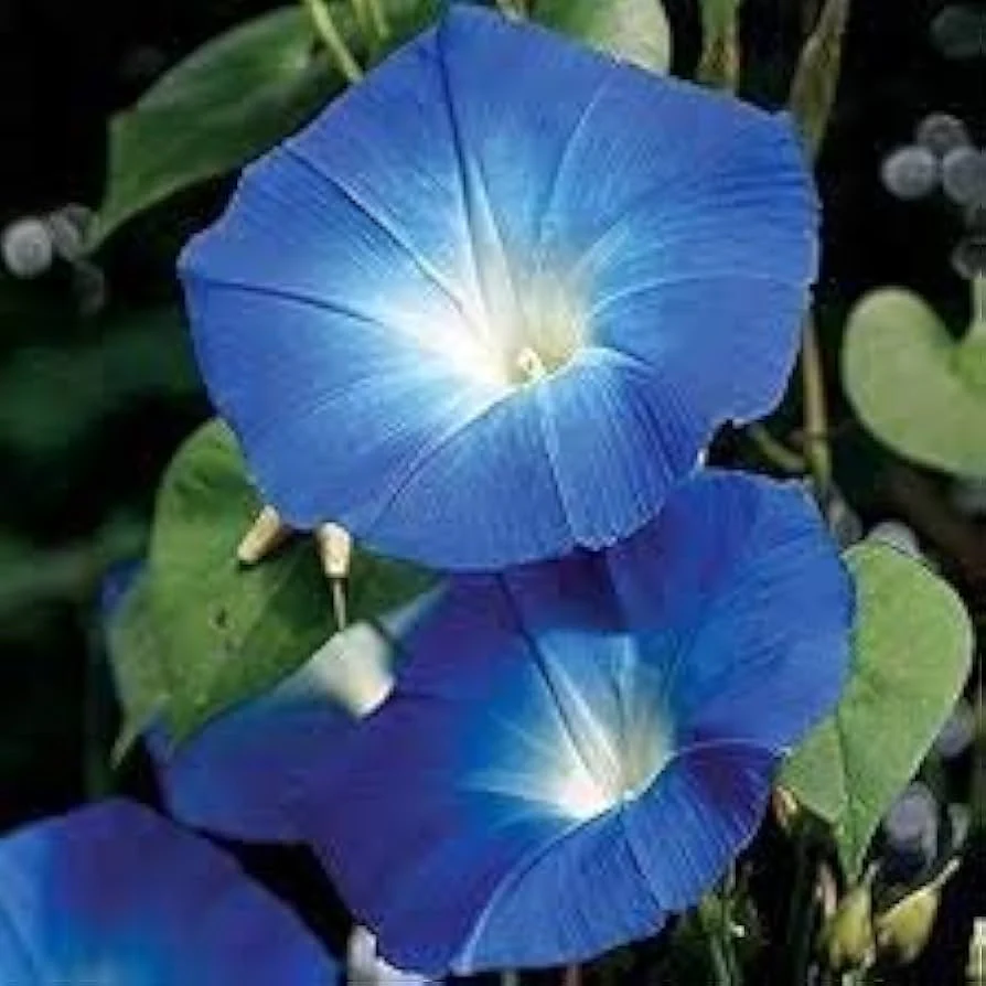 Giant Moonflower Blue Flower Seeds for Planting