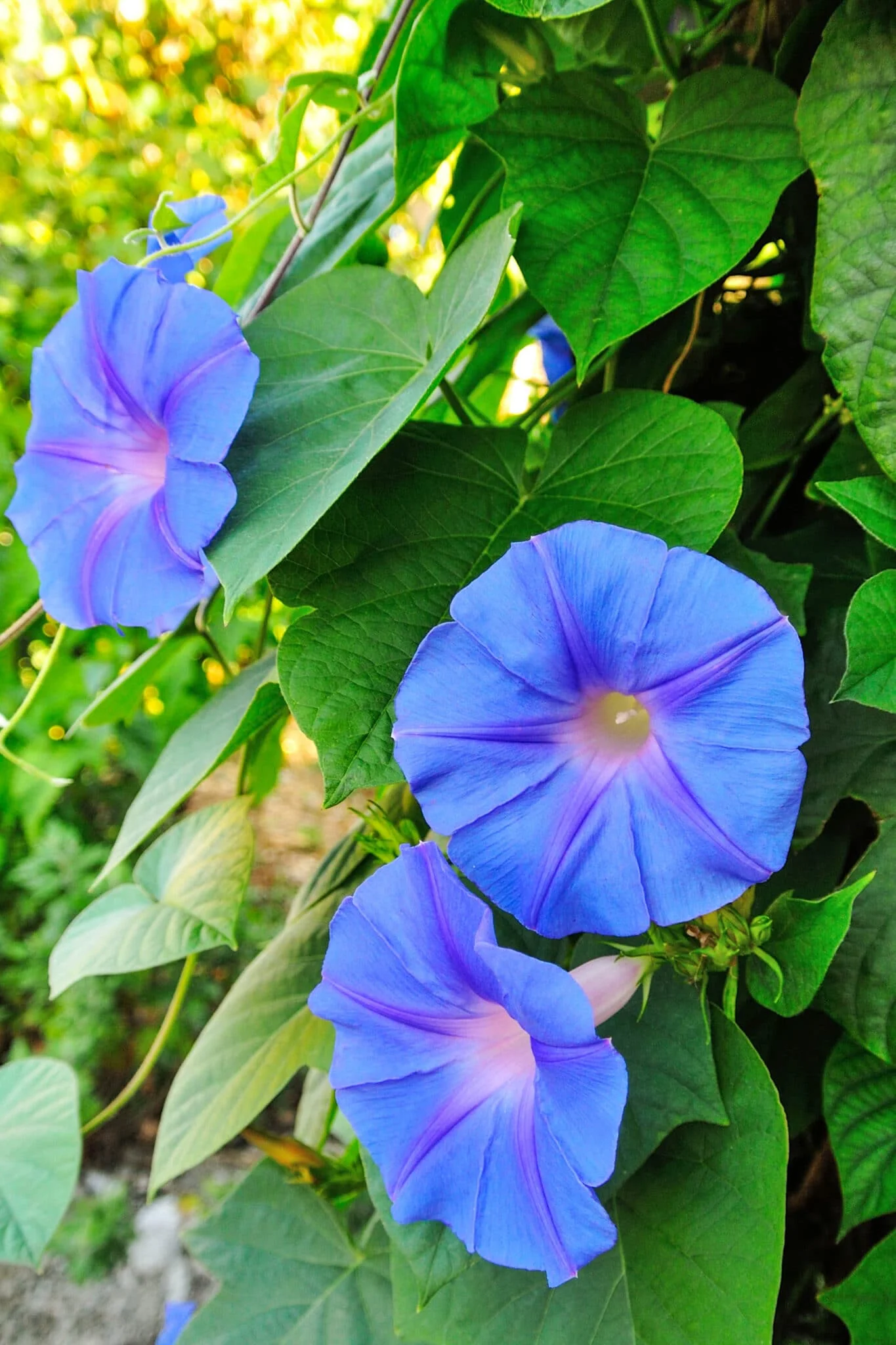 Giant Moonflower Blue Flower Seeds for Planting - Image 4