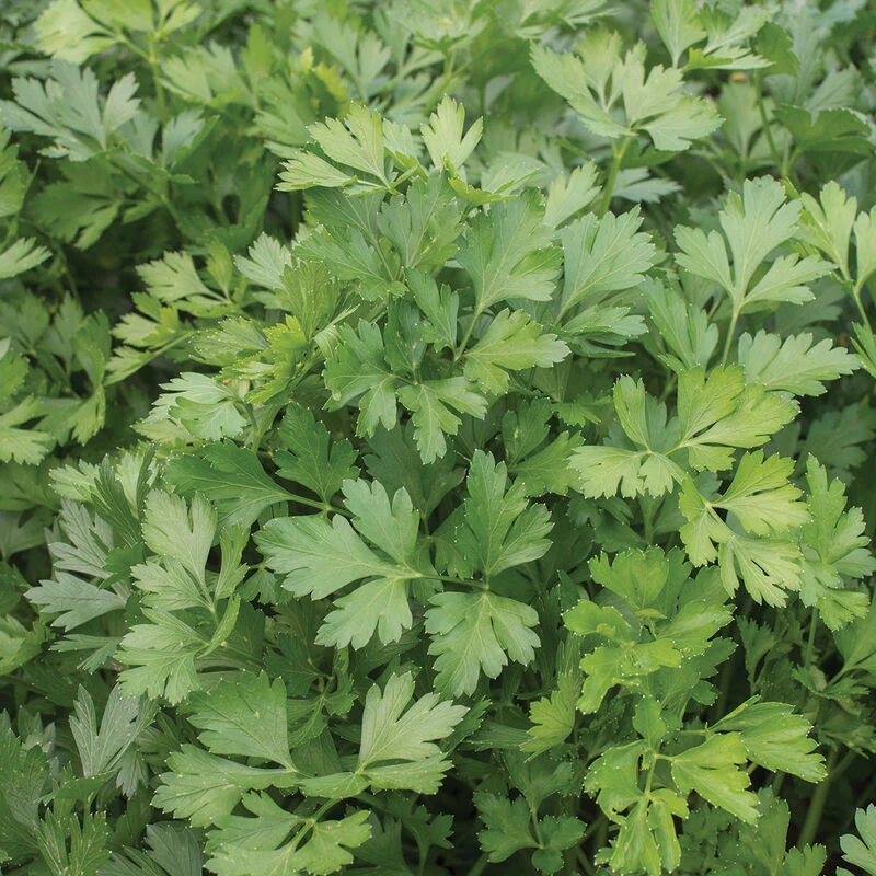 Giant of Italy Parsley Seeds – Heirloom, Non-GMO, Aromatic & Flavorful Herb