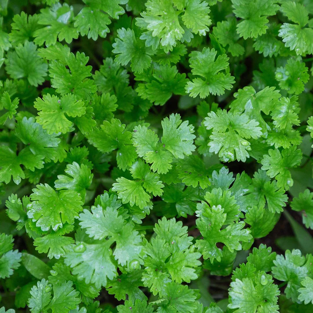 Giant of Italy Parsley Seeds – Heirloom, Non-GMO, Aromatic & Flavorful Herb - Image 2