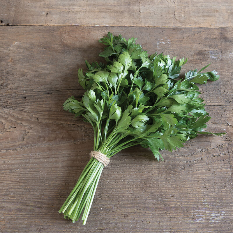 Giant of Italy Parsley Seeds – Heirloom, Non-GMO, Aromatic & Flavorful Herb - Image 3