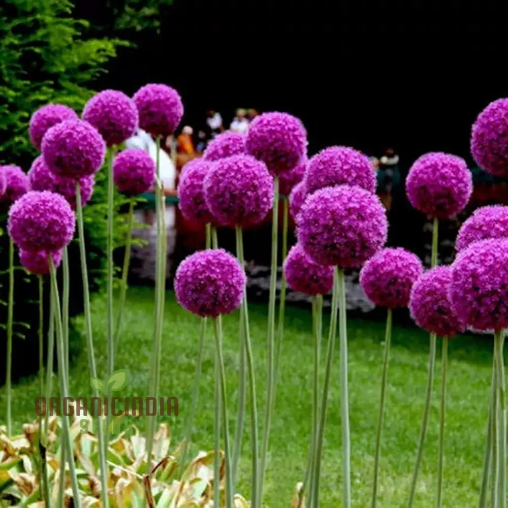 GIANT ORNAMENTAL ALLIUM (Allium Giganteum) - Hardy Ornamental Plant for the Garden - Perennial (100pcs)