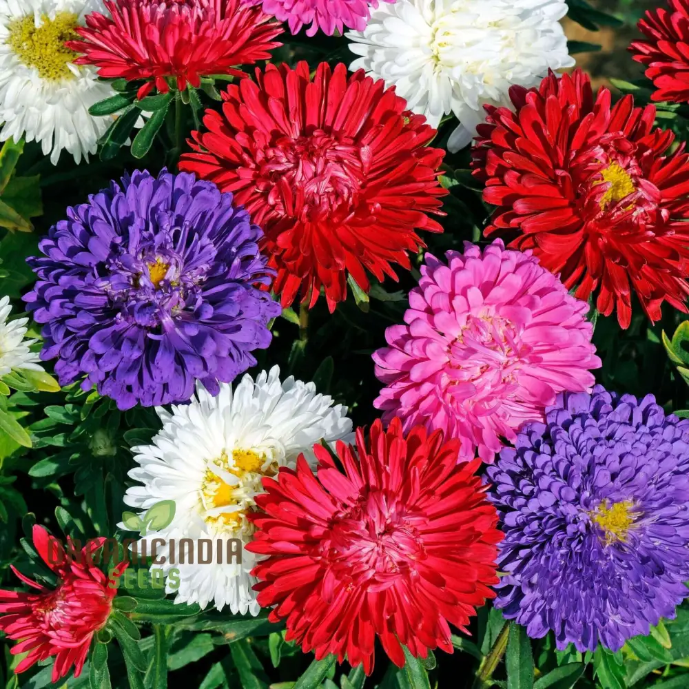 Giant Perfection Mix Seeds for Exceptional Planting | Buy High-Quality Seeds Online