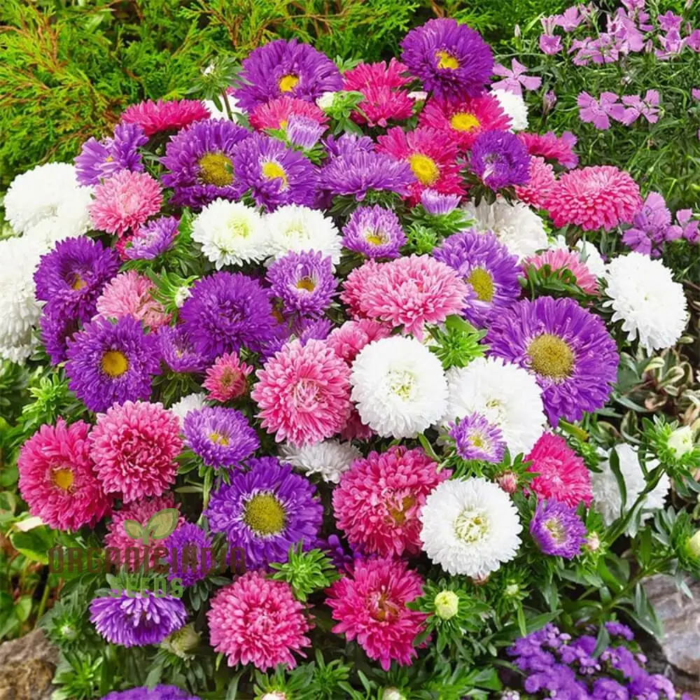 Giant Perfection Mix Seeds for Exceptional Planting | Buy High-Quality Seeds Online - Image 3