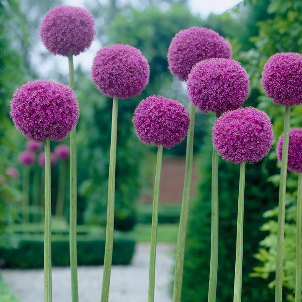 Giant Purple Allium Giganteum Seeds  Organic Ornamental Onion Perennial Flower - Non-GMO Beautiful Garden Plant Seeds - Image 6
