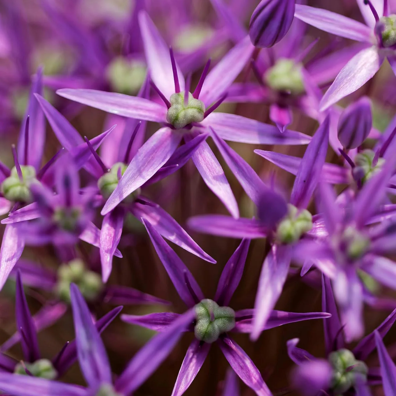 Giant Purple Allium Giganteum Seeds - Organic Ornamental Onion Perennial Flower, Non-GMO for Garden - Image 3