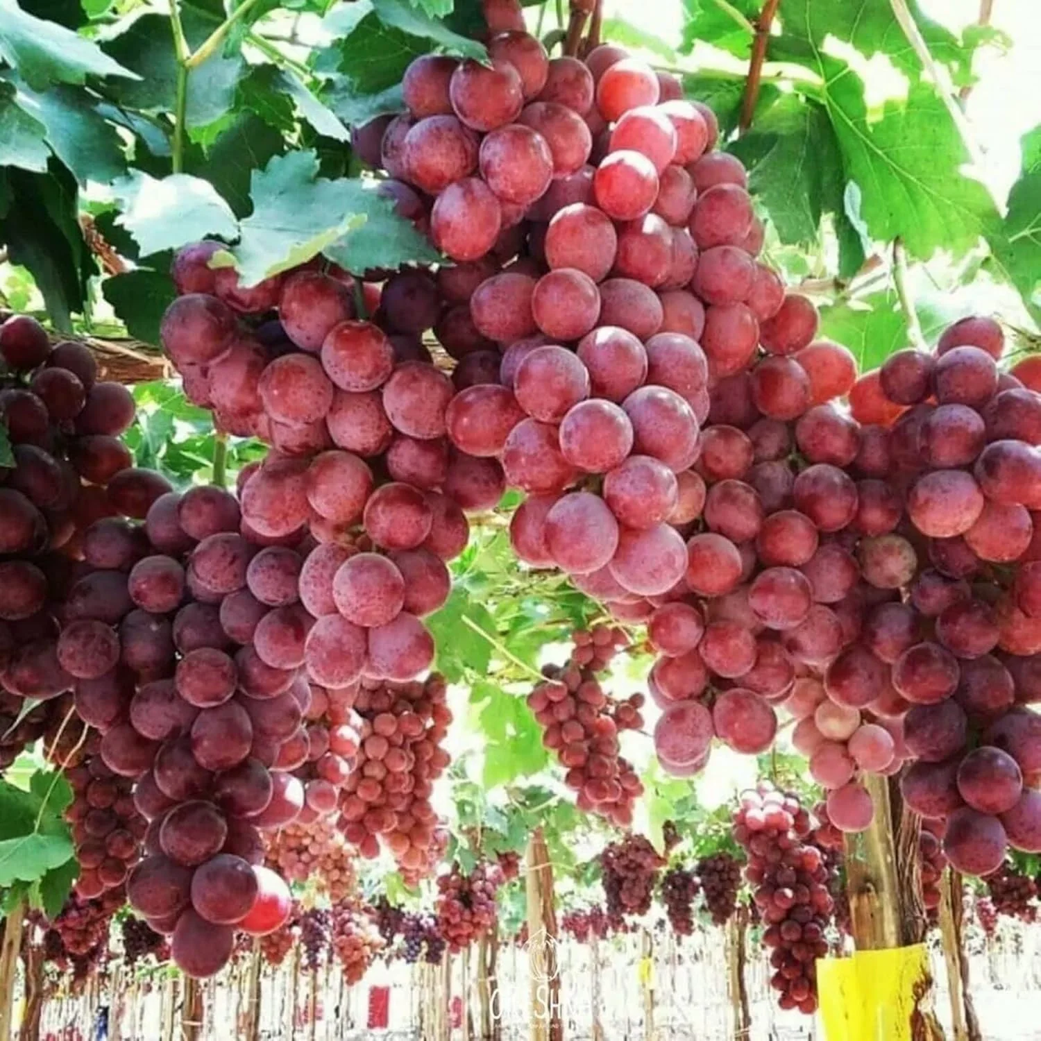 Giant Red Globe Grape Seeds – Largest Variety with Juicy, Flavorful Fruits – 20 Pcs - Image 3