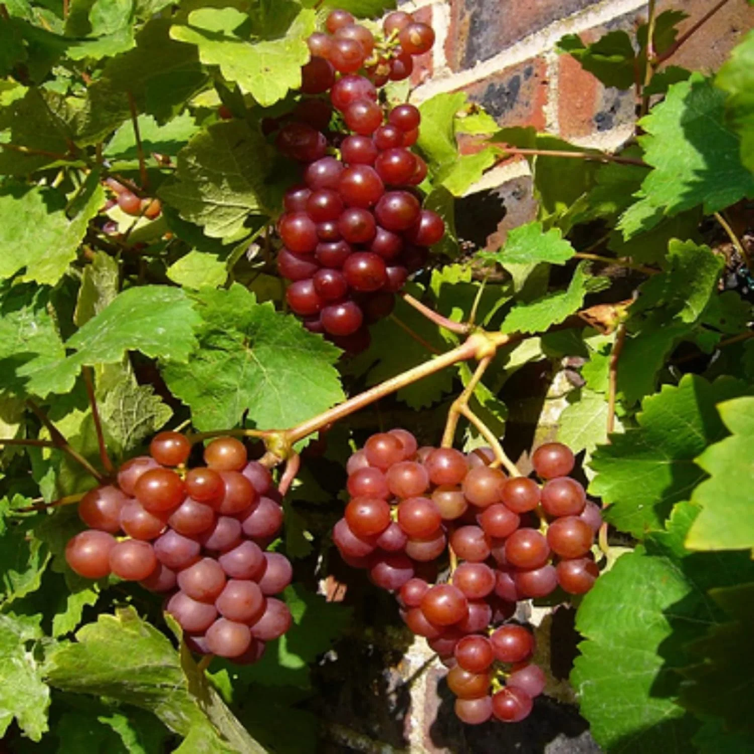 Giant Red Globe Grape Seeds – Largest Variety with Juicy, Flavorful Fruits – 20 Pcs - Image 4