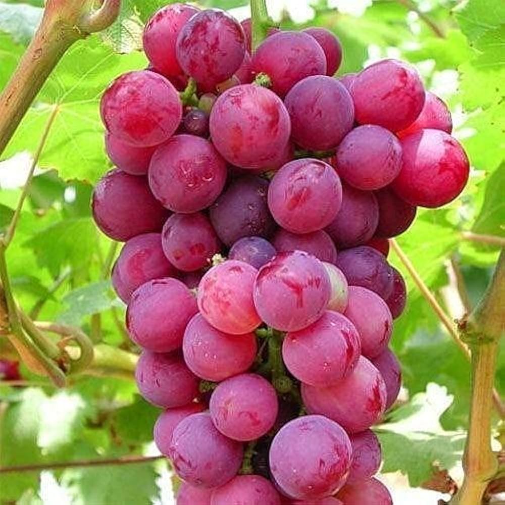 Giant Red Globe Grape Fruit Seeds