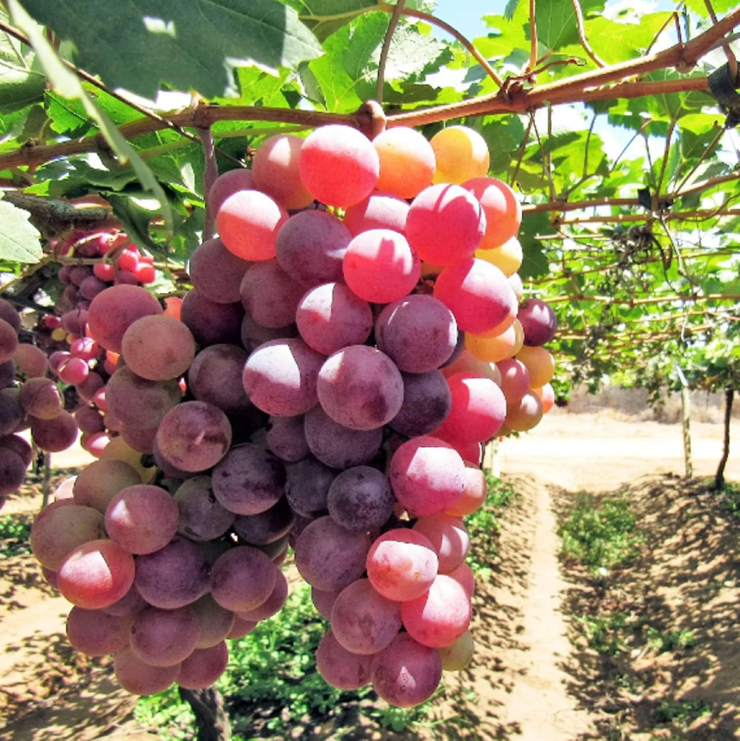 Giant Red Globe Grape Fruit Seeds - Image 3
