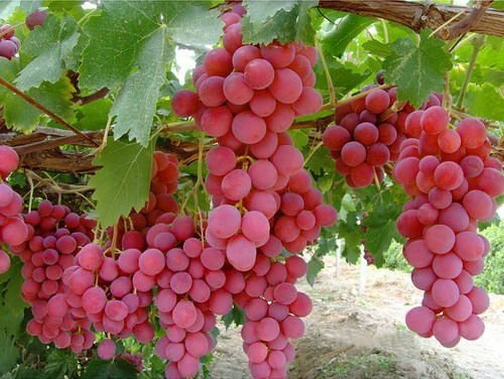 Giant Red Globe Grape Fruit Seeds - Image 4