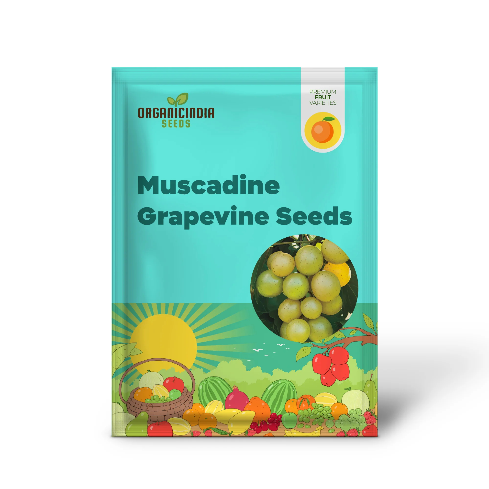 Giant SCUPPERNONG White Muscadine Grapevine Seeds - 5 Pieces - Image 2