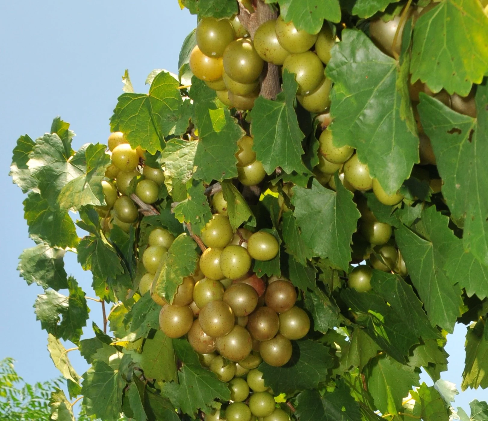Giant SCUPPERNONG White Muscadine Grapevine Seeds - 5 Pieces - Image 3