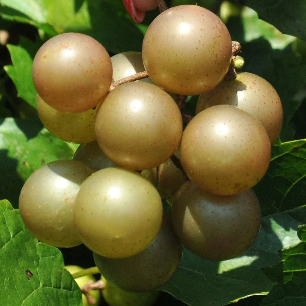 Giant SCUPPERNONG White Muscadine Grapevine Seeds - 5 Pieces - Image 4