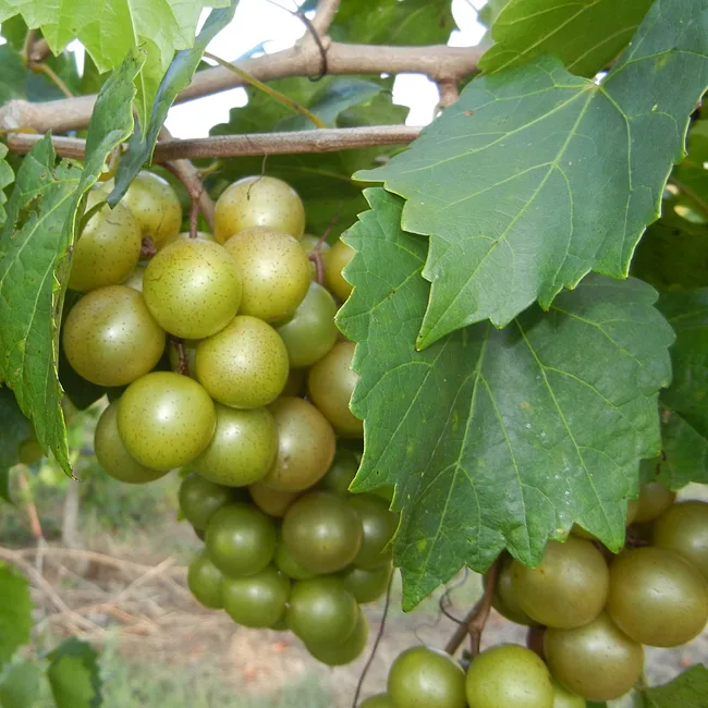 Giant SCUPPERNONG White Muscadine Grapevine Seeds - 5 Pieces - Image 5