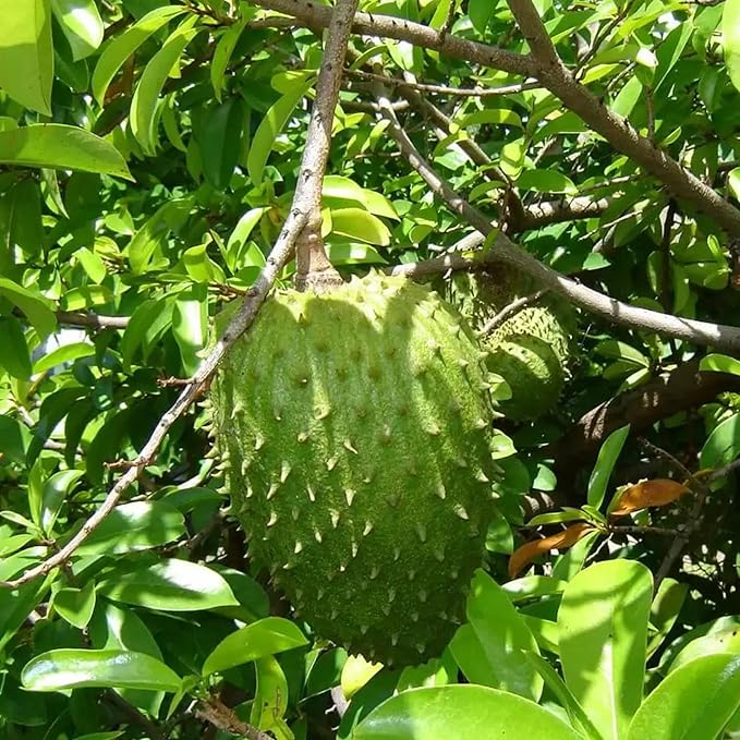 Giant Soursop Seeds Annona Tropical Fruit with Sweet Tangy Flavor for Culinary  Health Benefits
