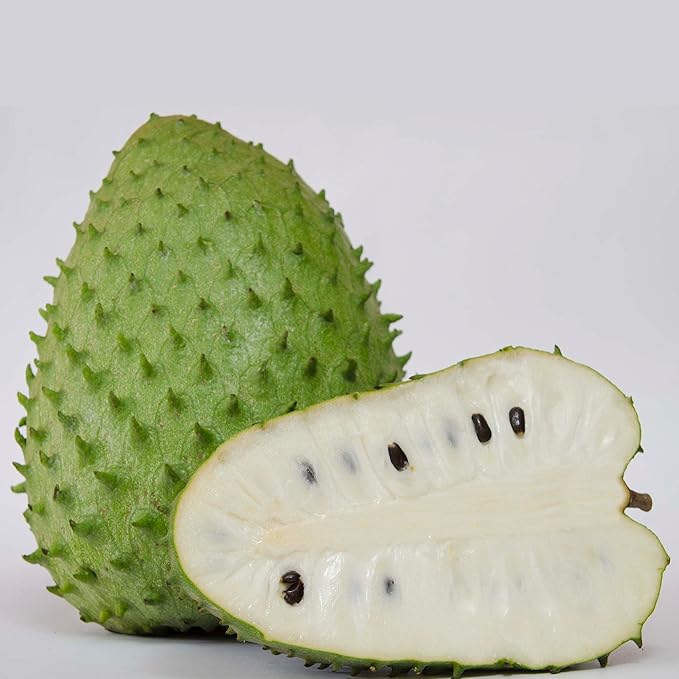 Giant Soursop Seeds Annona Tropical Fruit with Sweet Tangy Flavor for Culinary  Health Benefits - Image 4