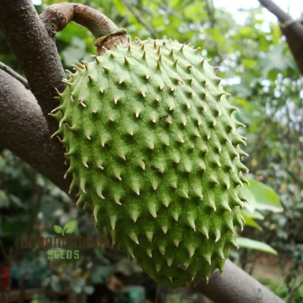 Giant Soursop Tropical Fruit Seeds Grow Your Own Exquisite, Lush Tropical Delights with Expert Planting and Gardening