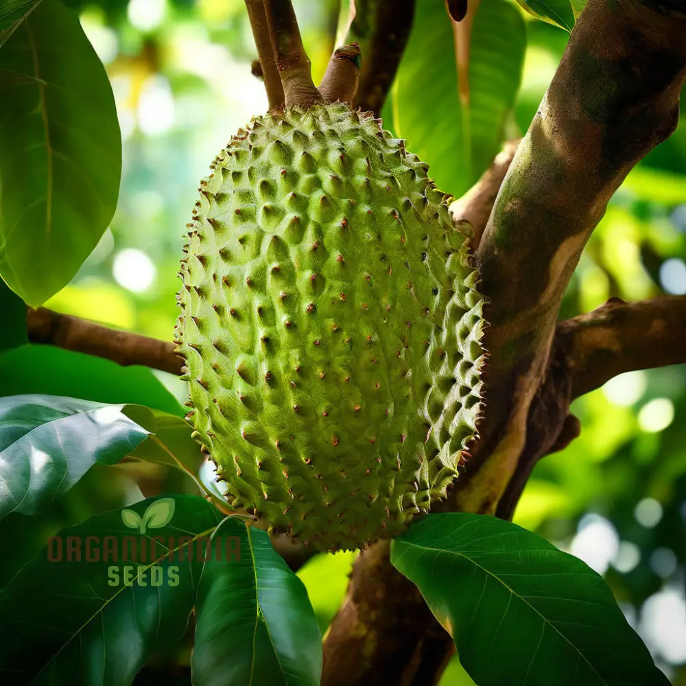 Giant Soursop Tropical Fruit Seeds Grow Your Own Exquisite, Lush Tropical Delights with Expert Planting and Gardening - Image 3