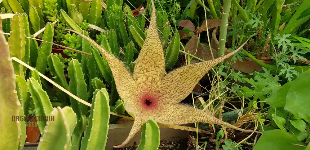 Giant Starfish Flower Seeds, Rare Hermia, Zulu Carrion Giant for Planting