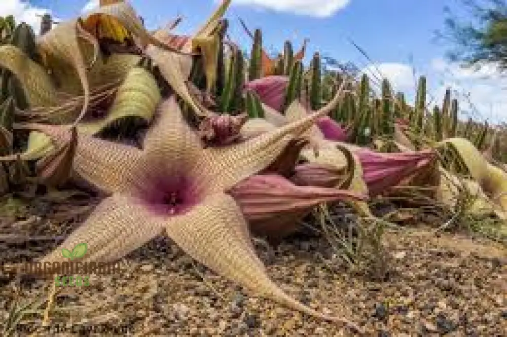 Giant Starfish Flower Seeds, Rare Hermia, Zulu Carrion Giant for Planting - Image 3