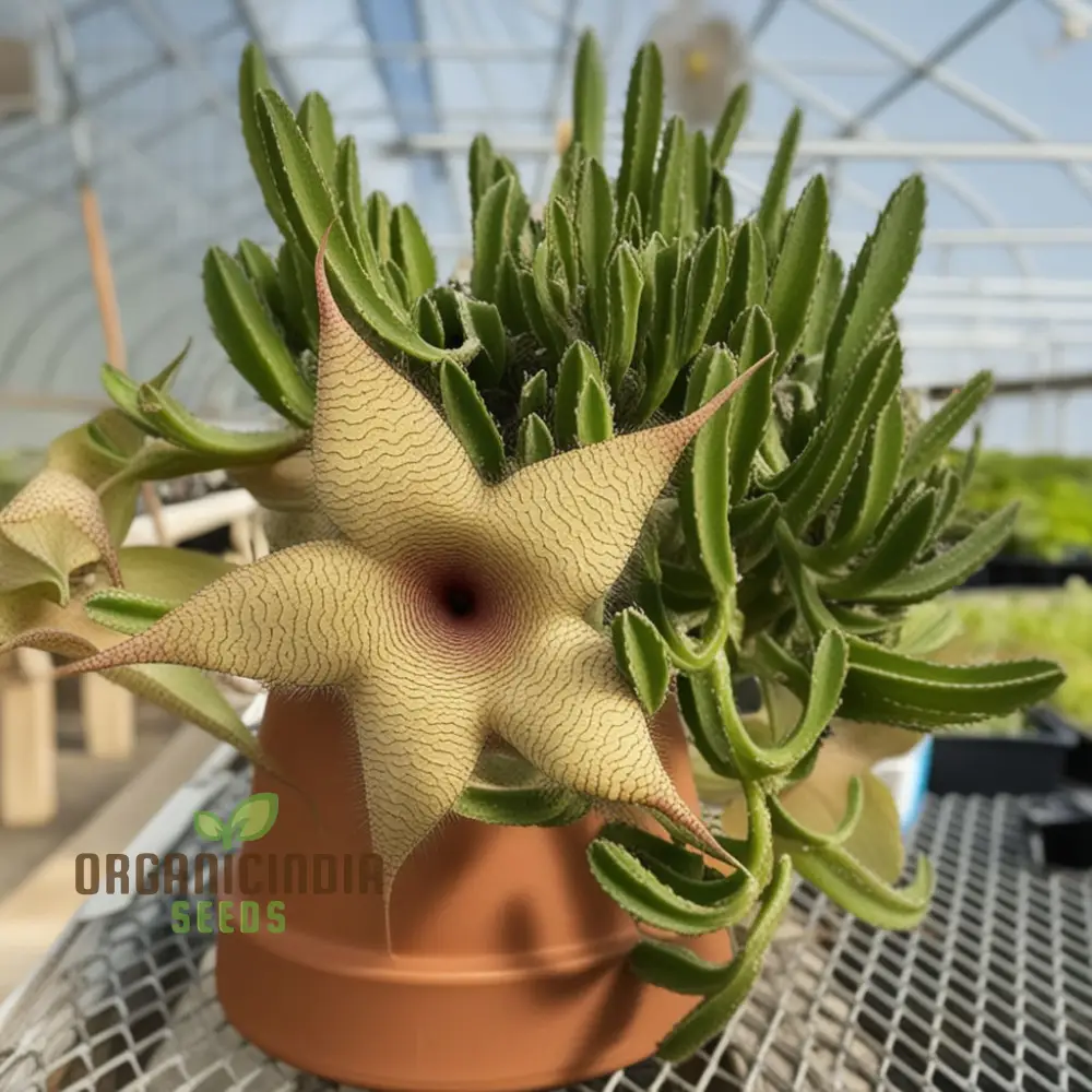Giant Starfish Flower Seeds, Rare Hermia, Zulu Carrion Giant for Planting - Image 4
