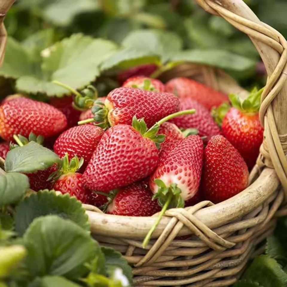 Giant Strawberry Fruit Seeds - Image 3