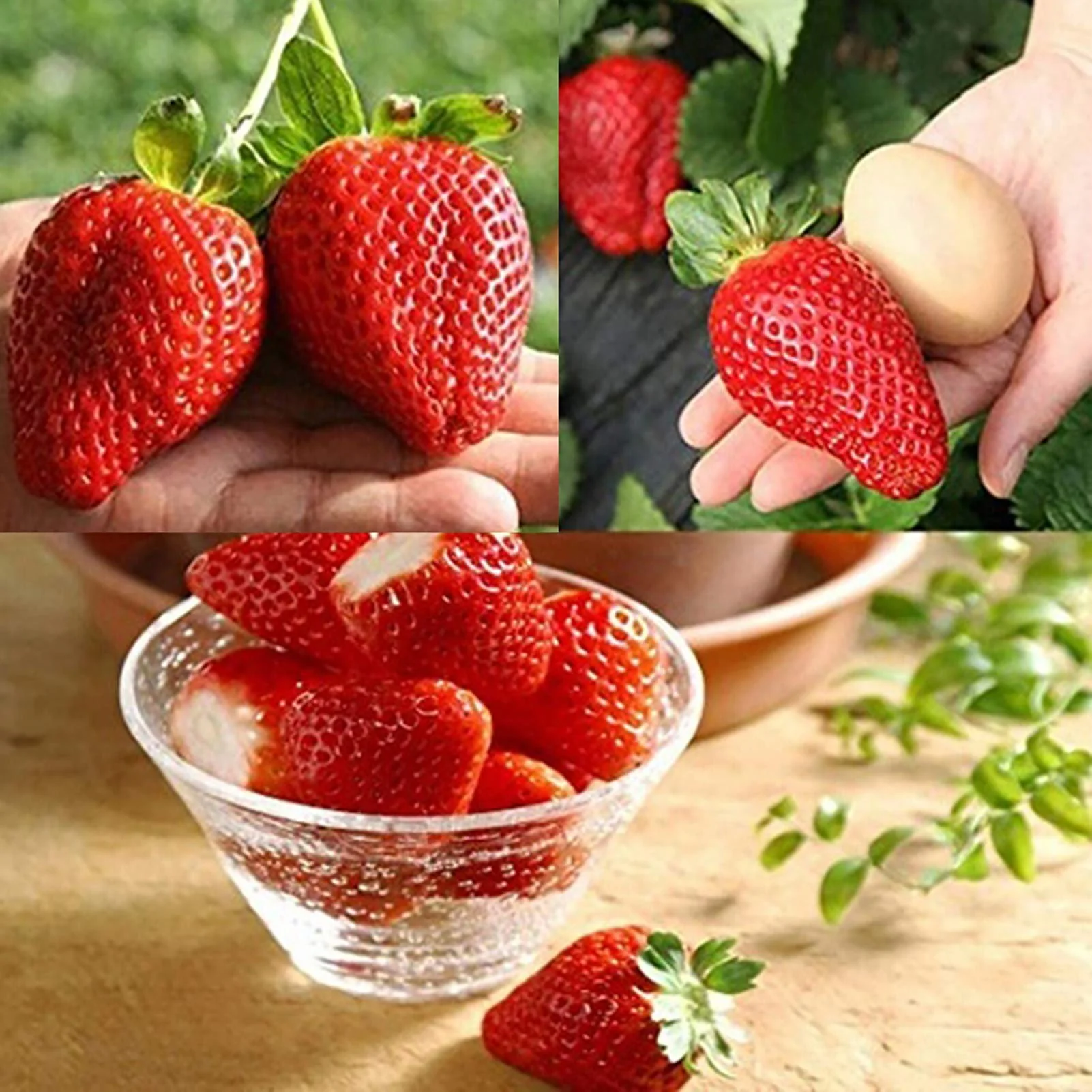 Giant Strawberry Fruit Seeds - Image 5