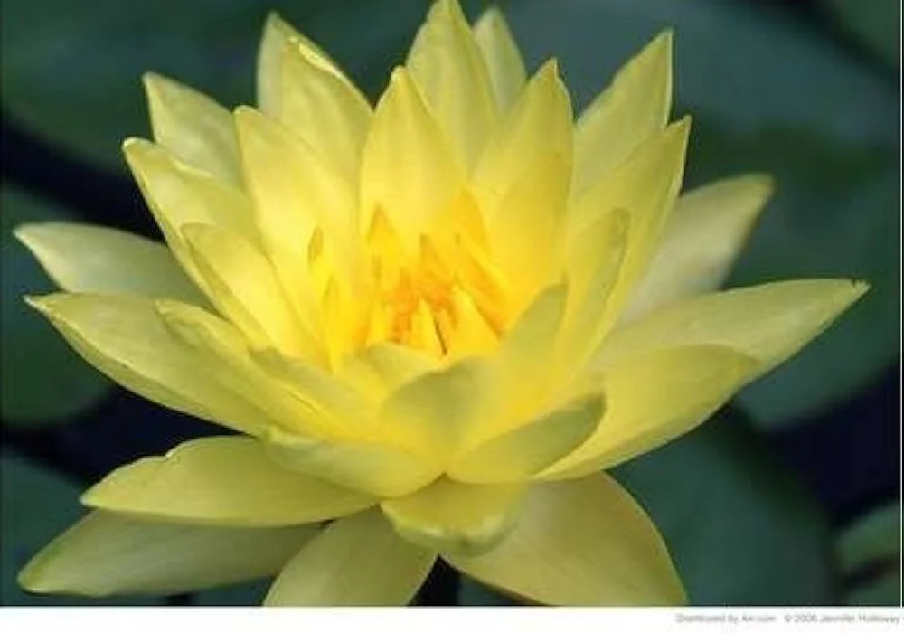 Lotus Seeds (Giant Sunburst Lotus Seeds) - Stunning Garden Blooms - Image 3