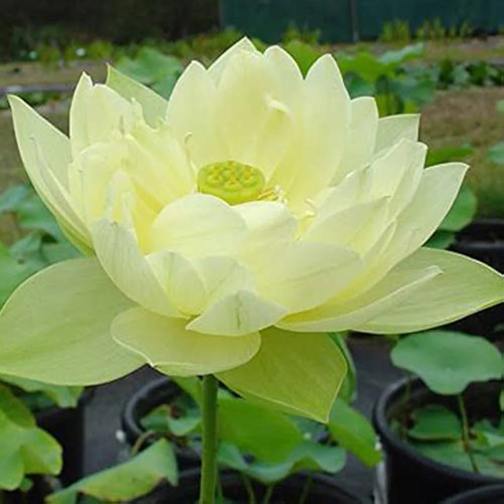 Lotus Seeds (Giant Sunburst Lotus Seeds) - Stunning Garden Blooms - Image 4