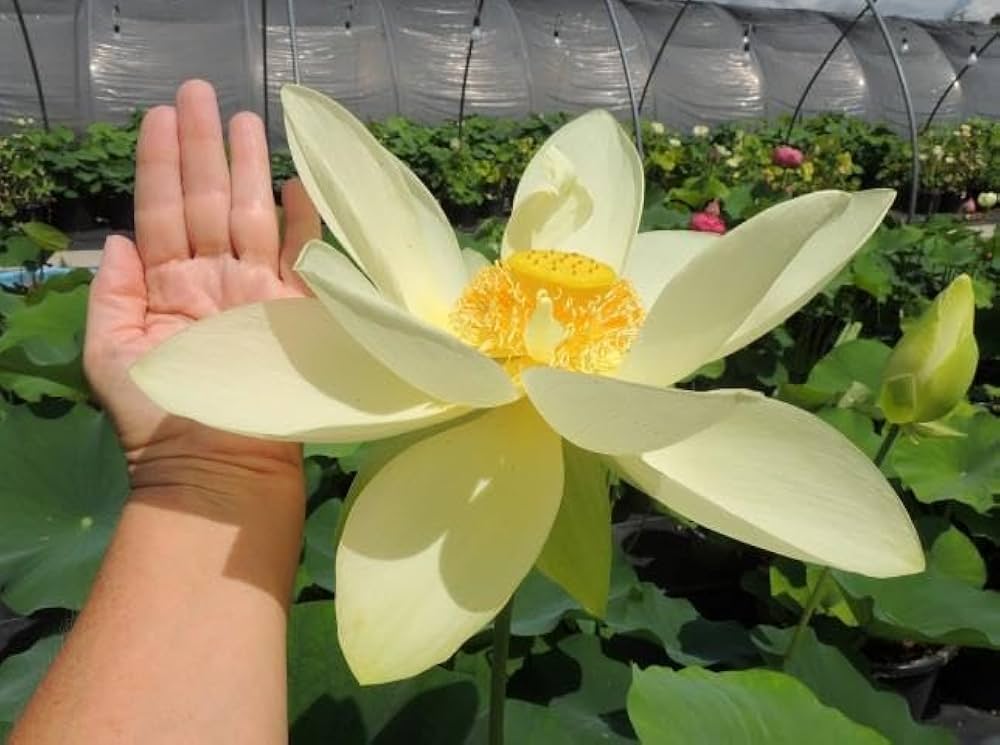 Lotus Seeds (Giant Sunburst Lotus Seeds) - Stunning Garden Blooms - Image 5