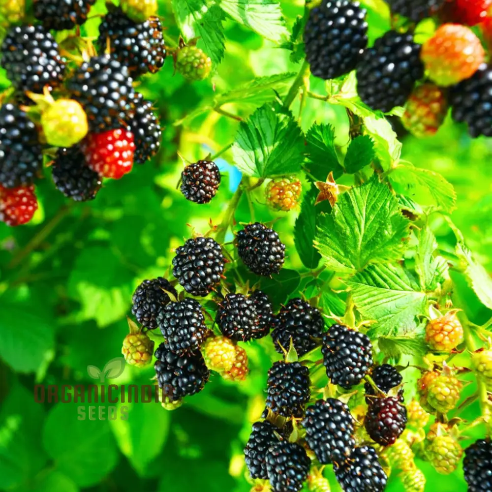 Giant Sweet Heirloom Blackberry Seeds Elevate Your Gardening with Bountiful, Flavorful Berries
