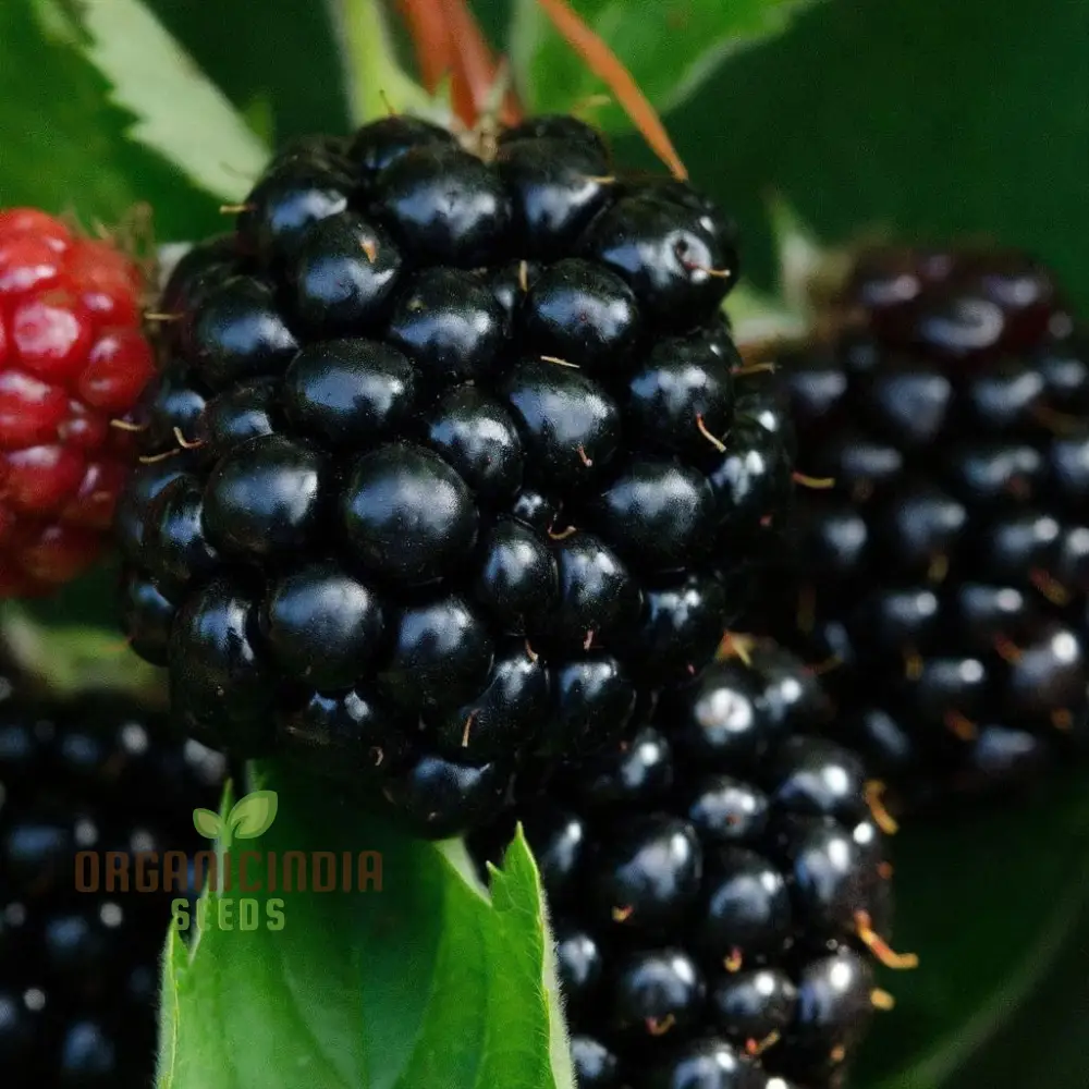 Giant Sweet Heirloom Blackberry Seeds Elevate Your Gardening with Bountiful, Flavorful Berries - Image 3